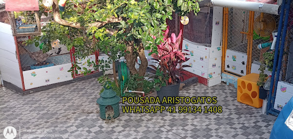 Foto 1 Pousada Aristogatos o hotel do seu gato