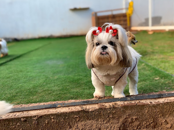 PetSkill - Creche, Hotel, Adestramento, Banho e Tosa para cães