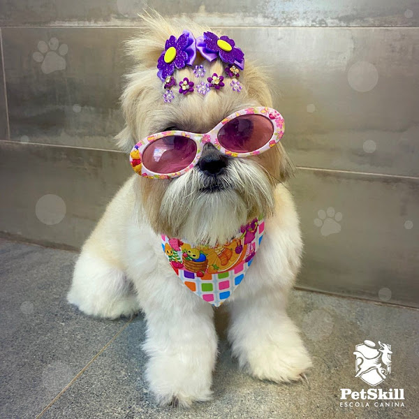 Foto 1 PetSkill - Creche, Hotel, Adestramento, Banho e Tosa para cães