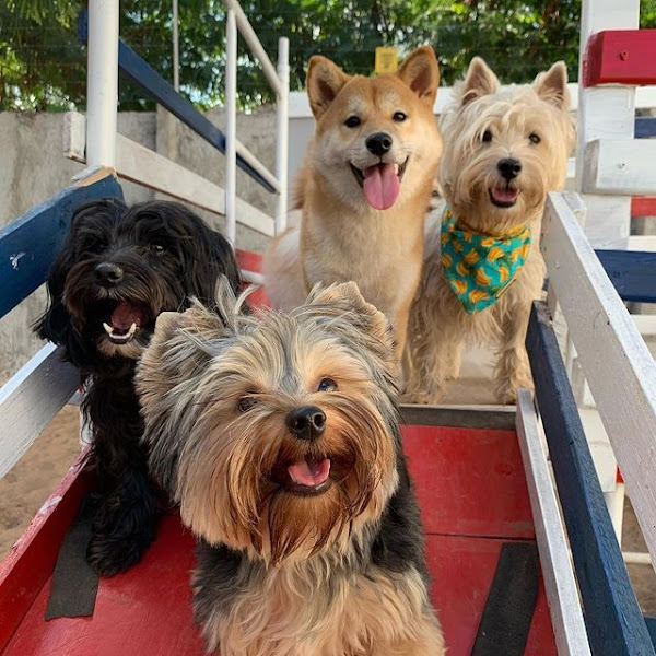 Foto 2 PetSkill - Creche, Hotel, Adestramento, Banho e Tosa para cães