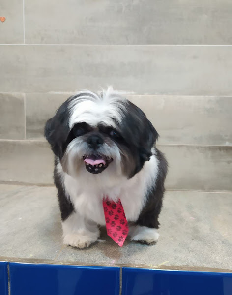 Foto 3 PetSkill - Creche, Hotel, Adestramento, Banho e Tosa para cães