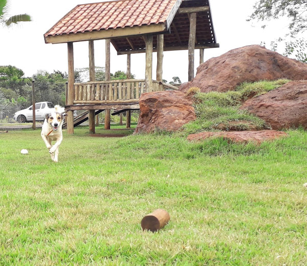 Foto 2 Hotel / Creche para cachorros e Adestramento Paraíso do Mascote