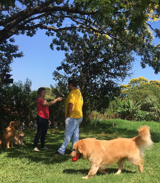 Foto 4 Hotel / Creche para cachorros e Adestramento Paraíso do Mascote