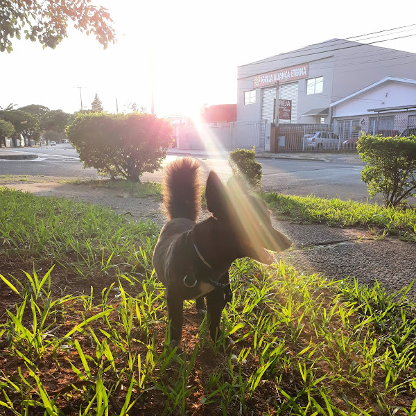AMICAO DOG HOSTEL E ADESTRAMENTO