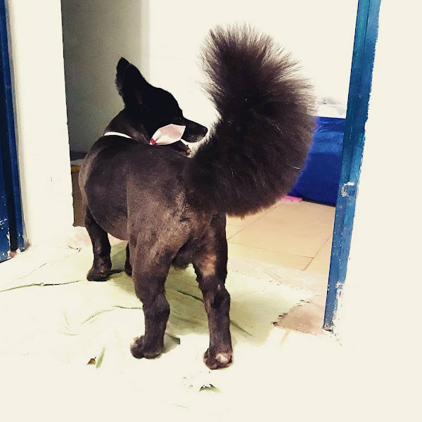 Foto 1 AMICAO DOG HOSTEL E ADESTRAMENTO