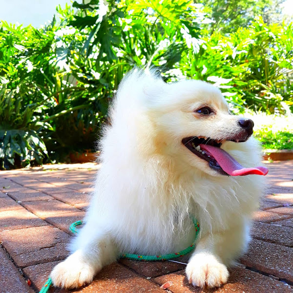 Foto 2 AMICAO DOG HOSTEL E ADESTRAMENTO