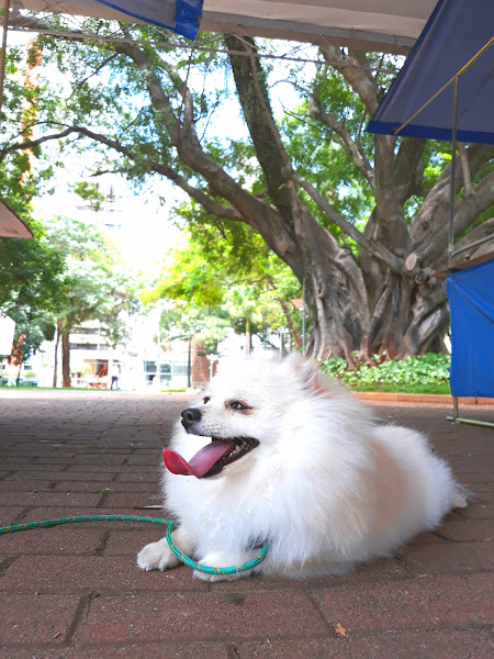 QG dos DOG's Hotel Dog