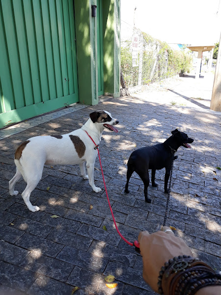 Foto 2 QG dos DOG's Hotel Dog