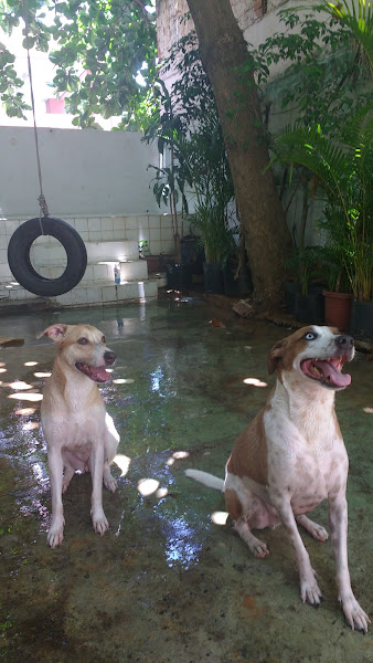 Foto 1 Hospedagem de Cães