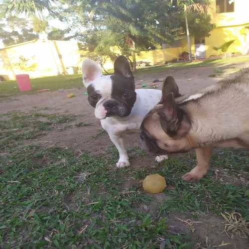 Foto 1 Nosso Lar Spa Pet - Hotéis para Cães