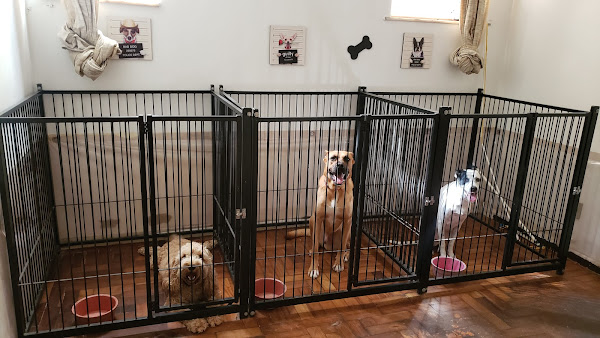 Foto 1 Hospedagem para cães