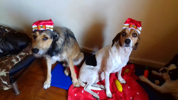 Foto 2 Hospedagem para cães