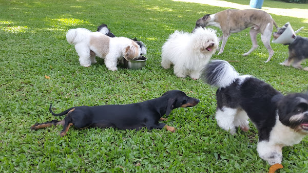 Royal Fashion Pet Resort - Hotel para Cães