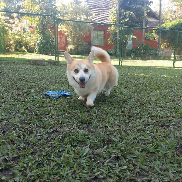 Foto 1 Royal Fashion Pet Resort - Hotel para Cães