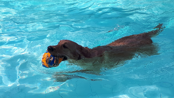 Foto 2 Royal Fashion Pet Resort - Hotel para Cães