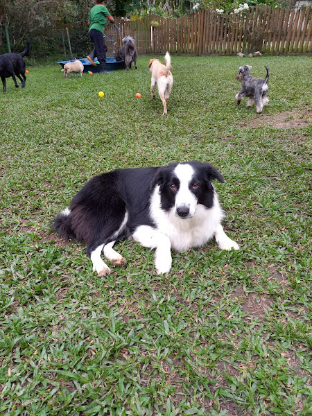 Foto 3 Royal Fashion Pet Resort - Hotel para Cães