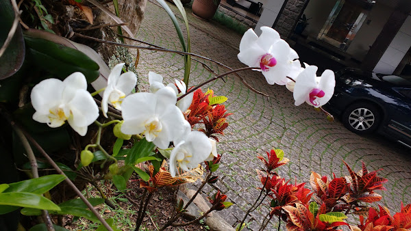 Pereira Gionédis Advogados