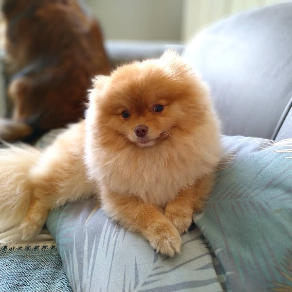 Foto 1 Play Cão Curitiba