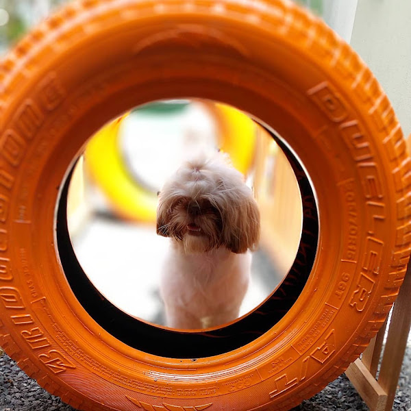 Foto 2 Play Cão Curitiba