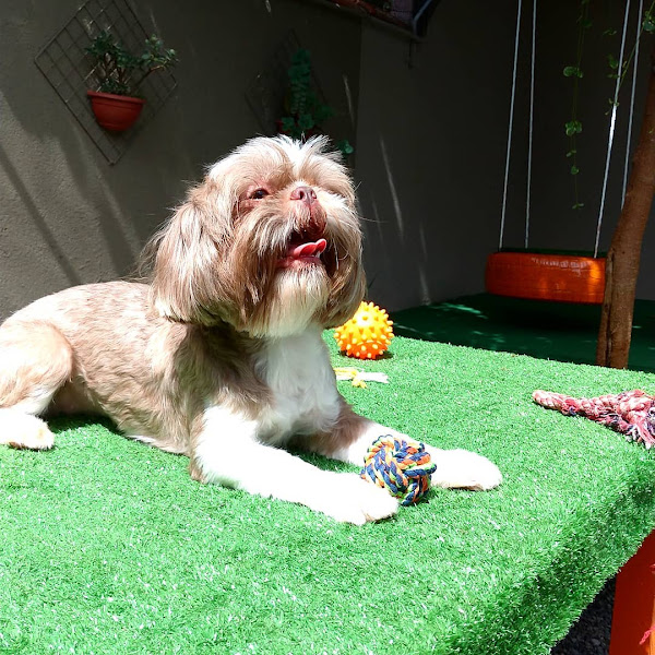 Foto 3 Play Cão Curitiba