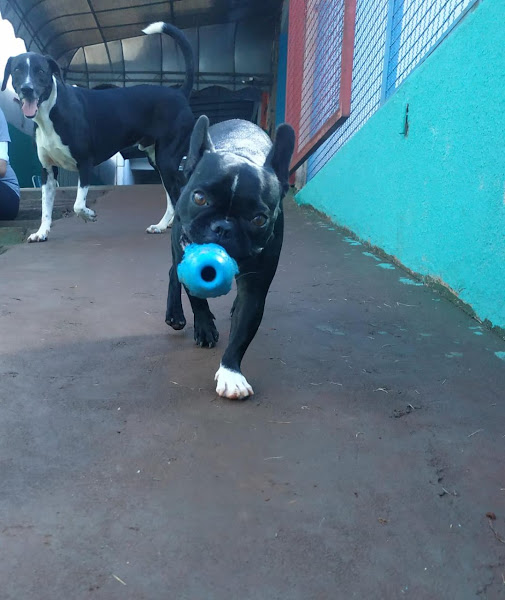 Pet Garden - Pet Shop & Day Care