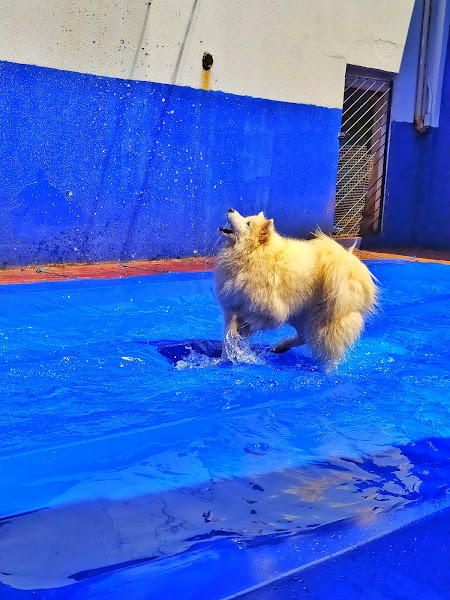 Foto 1 Pet Garden - Pet Shop & Day Care