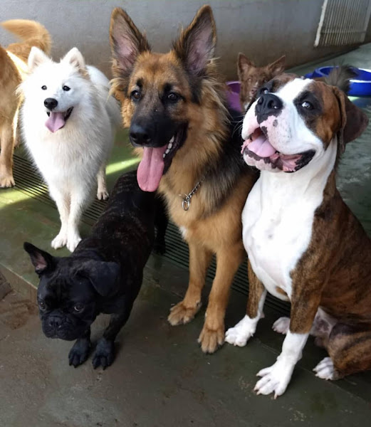 Foto 3 Pet Garden - Pet Shop & Day Care