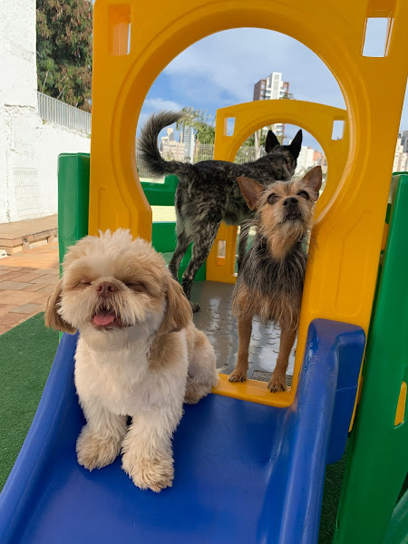 Foto 1 Dog Club Resort - Hotel para Cachorro