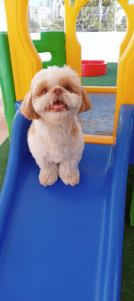 Foto 3 Dog Club Resort - Hotel para Cachorro