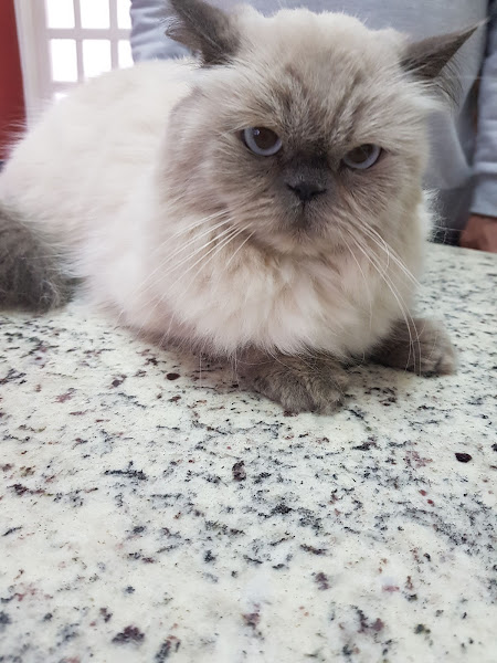 Foto 1 Hotel Veterinário Luciana Guimarães