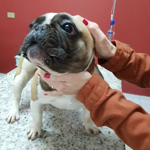 Foto 2 Hotel Veterinário Luciana Guimarães