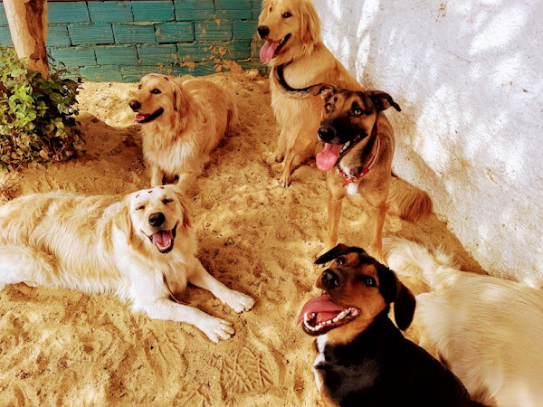 Foto 1 Encanta Cão - Hotelzinho e Creche para cães