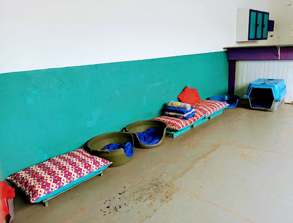 Foto 3 Encanta Cão - Hotelzinho e Creche para cães