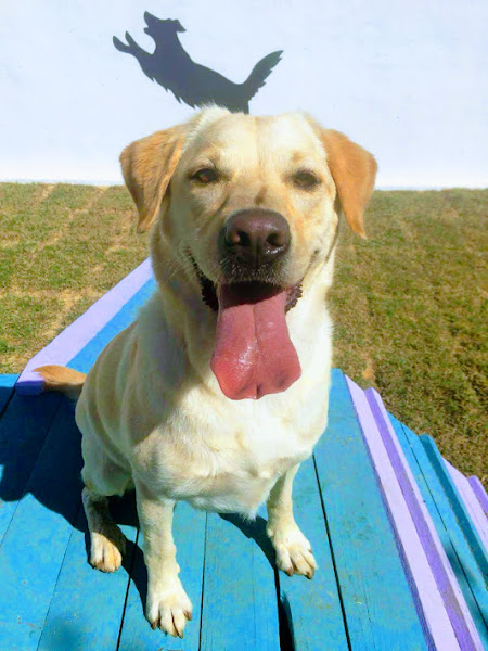 Foto 4 Encanta Cão - Hotelzinho e Creche para cães