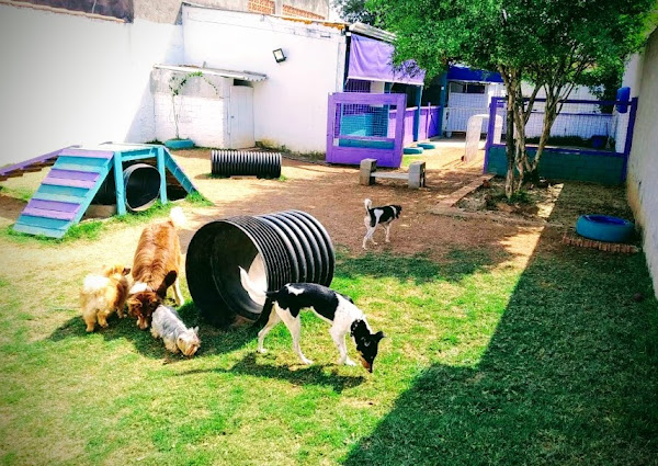 Foto 5 Encanta Cão - Hotelzinho e Creche para cães Foto 5 Encanta Cão - Hotelzinho e Creche para cães