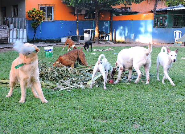 Foto 2 EAOS Dog Resort