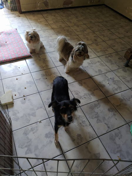 Familia Jeime Casa Canina Educador Juliano Jeime