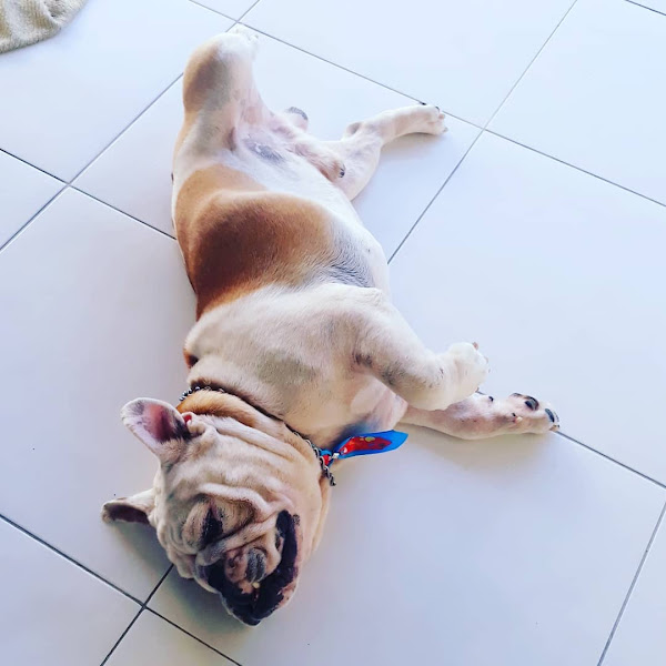 Foto 3 Familia Jeime Casa Canina Educador Juliano Jeime