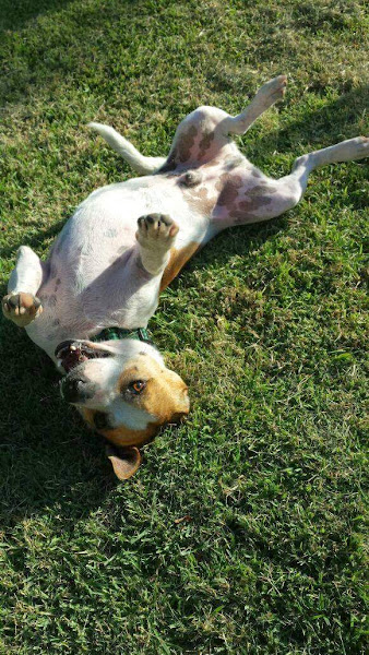 Foto 2 O Espaço do Cão