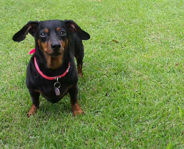 Foto 3 O Espaço do Cão