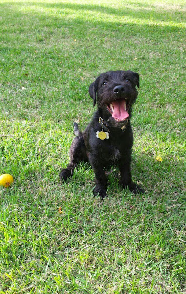 Foto 4 O Espaço do Cão Foto 4 O Espaço do Cão