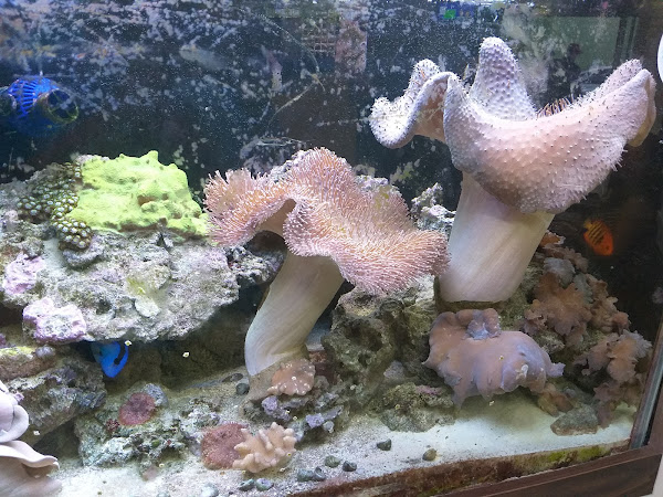 Foto 1 Hospital Veterinário Karu Amigo 24h