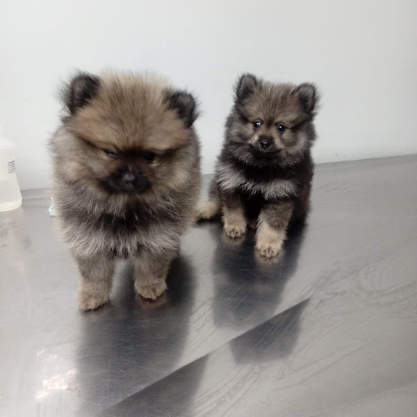 Foto 1 Clínica Veterinária Bela Vista