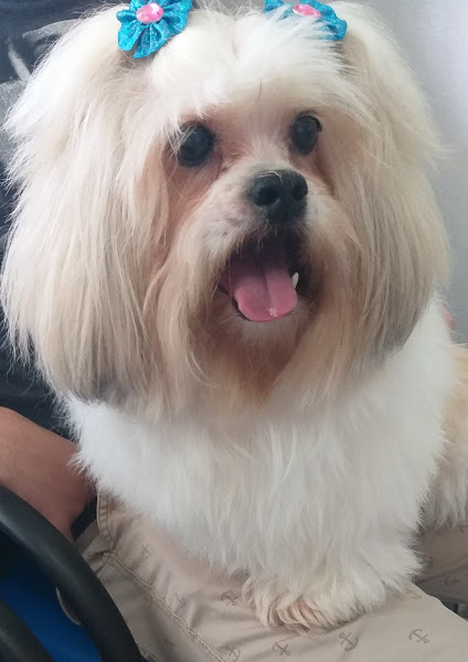 Foto 0 Clínica Veterinária Araucária