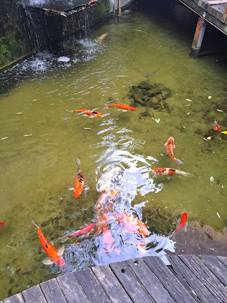 Dr. Hato - Hospital Veterinário e Pet Shop (Unidade Campestre) Dr. Hato - Hospital Veterinário e Pet Shop (Unidade Campestre)