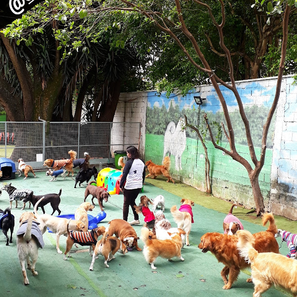 Foto 1 Casa dos Cães