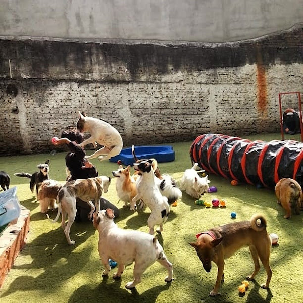 Foto 3 Casa dos Cães