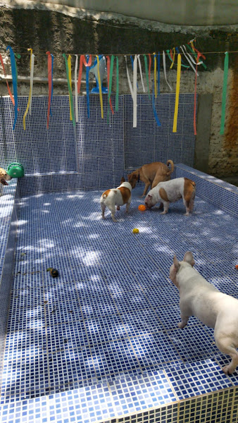 Foto 4 Casa dos Cães