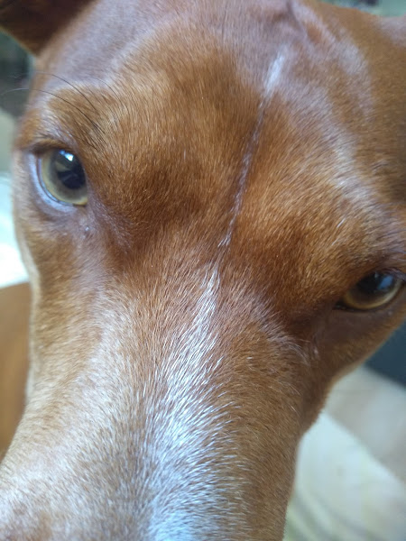 Foto 2 Clínica Veterinária Cães e Gatos