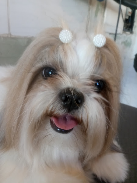 Banho E Tosa do Scooby